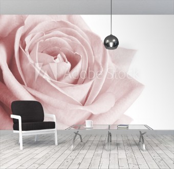 Picture of Very pale pink rose on white background